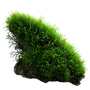 Moss Plants Png Xra PNG image
