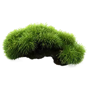 Mossy Bush PNG 05252024