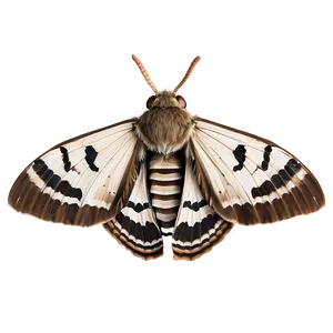 Moth Camouflage PNG Okq29 PNG
