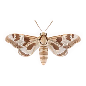 Moth Camouflage PNG Vmf49 PNG