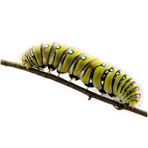 Moth Caterpillar PNG 23 PNG