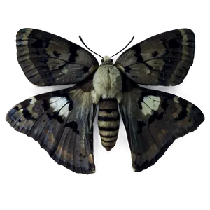 Moth Close-up PNG 64 PNG