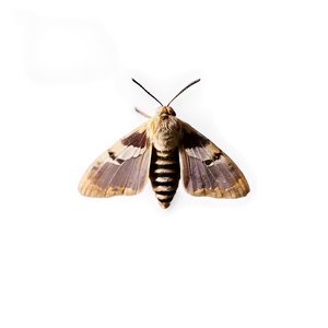 Moth Close-up PNG Dhm82 PNG