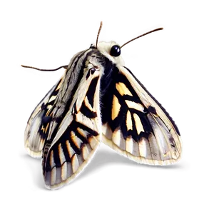 Moth Close-up PNG Dip42 PNG