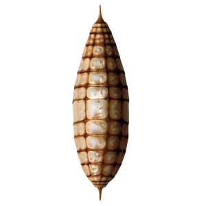 Moth Cocoon PNG 71 PNG