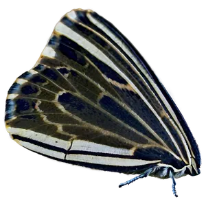 Moth Dust Texture PNG 05242024 PNG