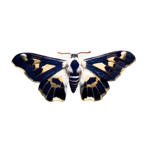 Moth Dust Texture PNG 67 PNG
