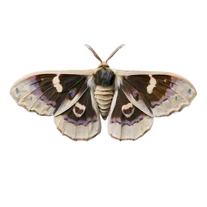 Moth Dust Texture PNG Dgv78 PNG