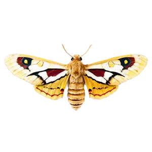 Moth In Flight PNG 05242024 PNG