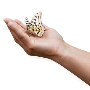 Moth In Hand PNG 36 PNG