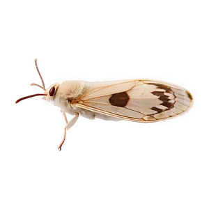 Moth Life Cycle PNG Gof