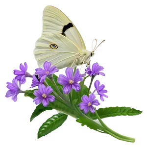 Moth On Flower PNG 48