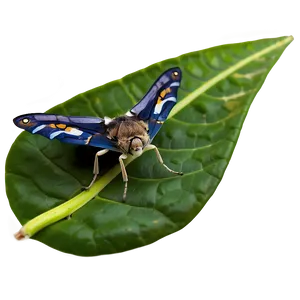 Moth On Leaf PNG 25 PNG