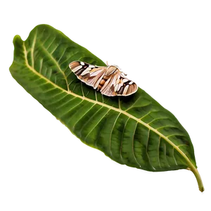 Moth On Leaf PNG 93