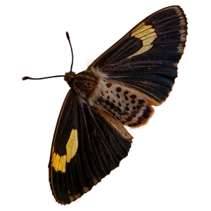 Moth Shadow PNG 24 PNG