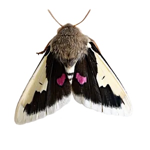 Moth Shadow PNG Vfp PNG
