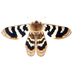 Moth Specimen PNG 05242024