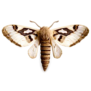 Moth Specimen PNG 05242024