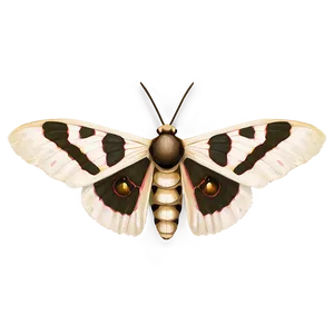Moth Symbolism PNG 26 PNG