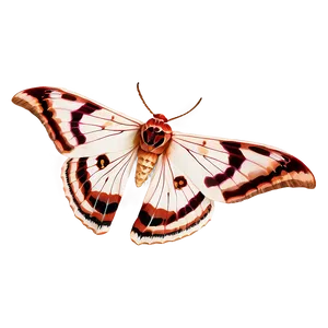 Moth Symbolism PNG 3 PNG