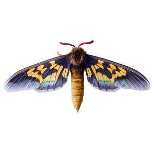Moth Wings Spread PNG Tif17 PNG