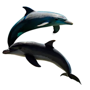 Mother And Baby Dolphin Png Cga PNG image