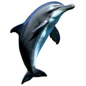 Mother And Baby Dolphin Png Piv PNG image