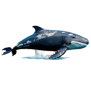 Mother And Calf Humpback Whale Png 58 PNG image