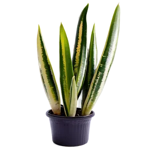 Mother-in-law's Tongue Plant Png Mdx PNG image