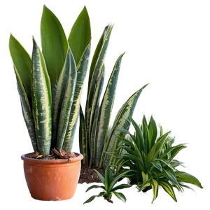 Mother-in-law's Tongue Plant Png Ykw PNG image