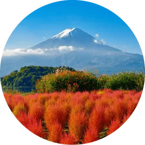 Mount Fuji Over Colorful Flowers PNG image