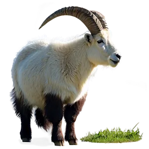 Mountain Goat Png 05232024 PNG image
