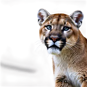 Mountain Lion A