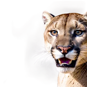 Mountain Lion Adventure PNG 14