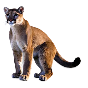 Mountain Lion At Dawn PNG Jks44 PNG
