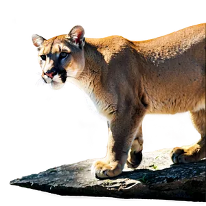 Mountain Lion At Dusk Png Kko PNG image