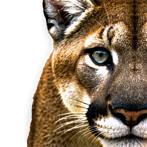 Mountain Lion Gaze PNG 10