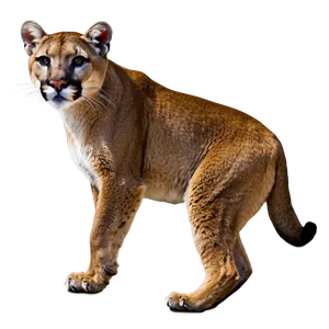 Mountain Lion In The Wild Png 06262024 PNG image