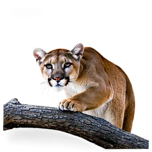 Mountain Lion Love PNG Hxw63