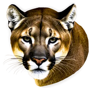 Mountain Lion Portrait PNG Dvv