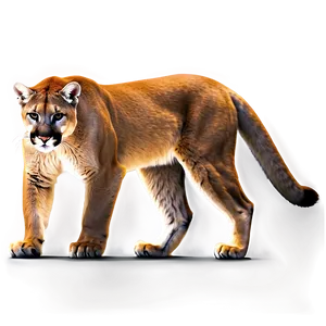 Mountain Lion Sketch PNG 36