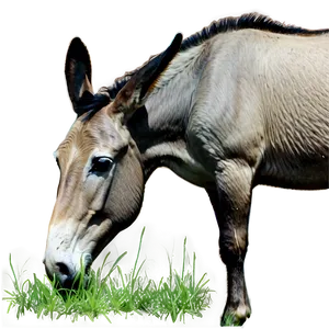 Mule Eating Grass PNG 06292024 PNG