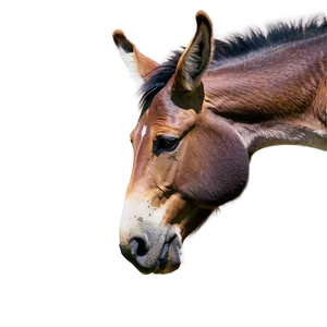 Mule Friendship Story PNG Bgg PNG