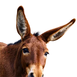 Mule Friendship Story PNG Jhr41 PNG