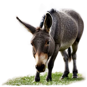 Mule Grazing Peacefully PNG 61 PNG