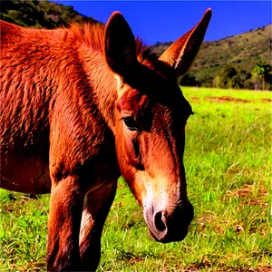 Mule Grazing Peacefully PNG 64