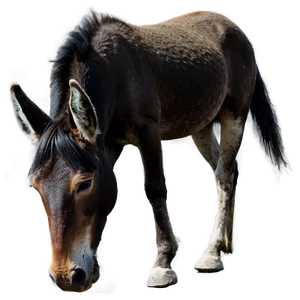 Mule Grazing Peacefully PNG Utw80 PNG