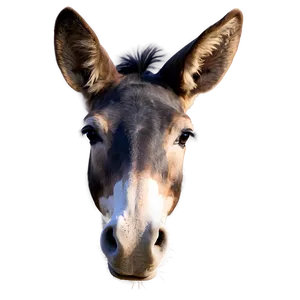 Mule Head Close-up Png 76 PNG image