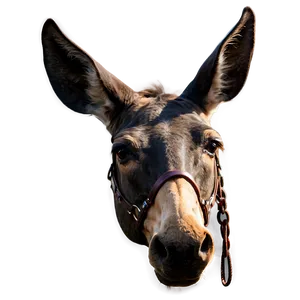 Mule Head Close-up Png Unq PNG image