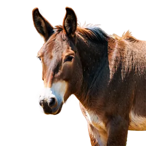 Mule In Cartoon Style PNG 86